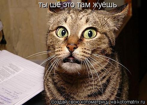 Котоматрица: ты шё это там жуёшь
