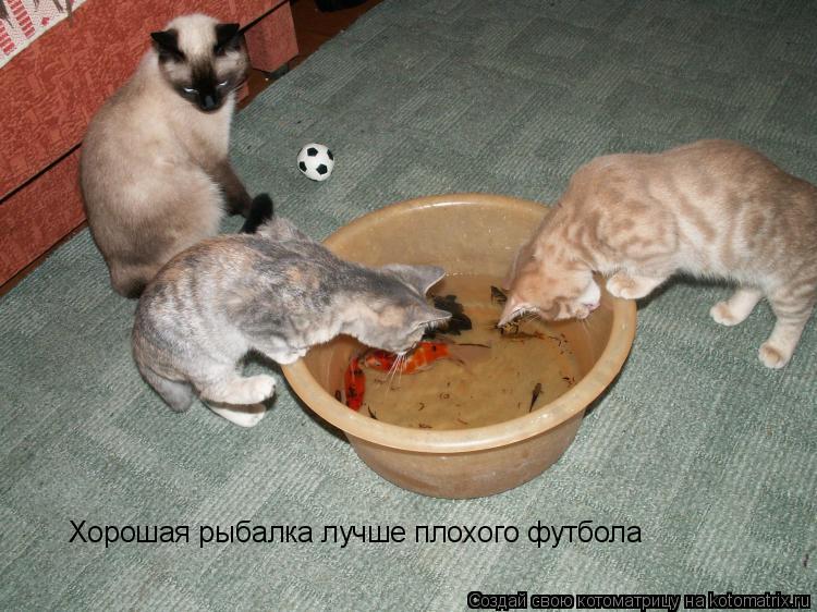 Котоматрица: Хорошая рыбалка лучше плохого футбола