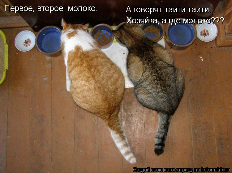 Первое, второе, молоко. А говорят таити таити... Хозяйка, а где молоко???... Котоматрица: Первое, второе, молоко. А говорят таити таити... Хозяйка, а где молоко???