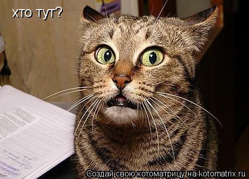 Котоматрица: хто тут?
