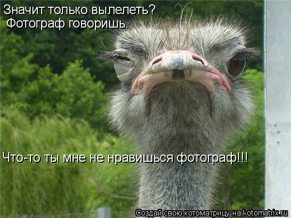 Котоматрица: Значит только вылелеть? Фотограф говоришь. Что-то ты мне не нравишься фотограф!!!