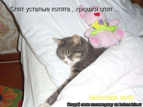 Спят усталые котята , хрюшки спят ...... Котоматрица: Спят усталые котята , хрюшки спят ...