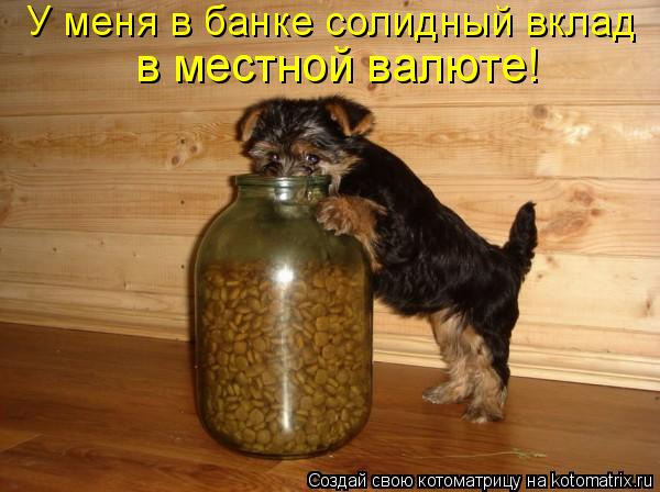 У меня в банке солидный вклад в местной валюте!... Котоматрица: У меня в банке солидный вклад в местной валюте!
