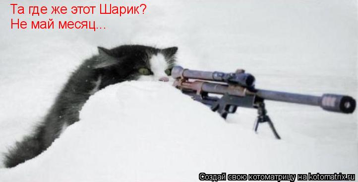 Котоматрица: Та где же этот Шарик? Не май месяц...