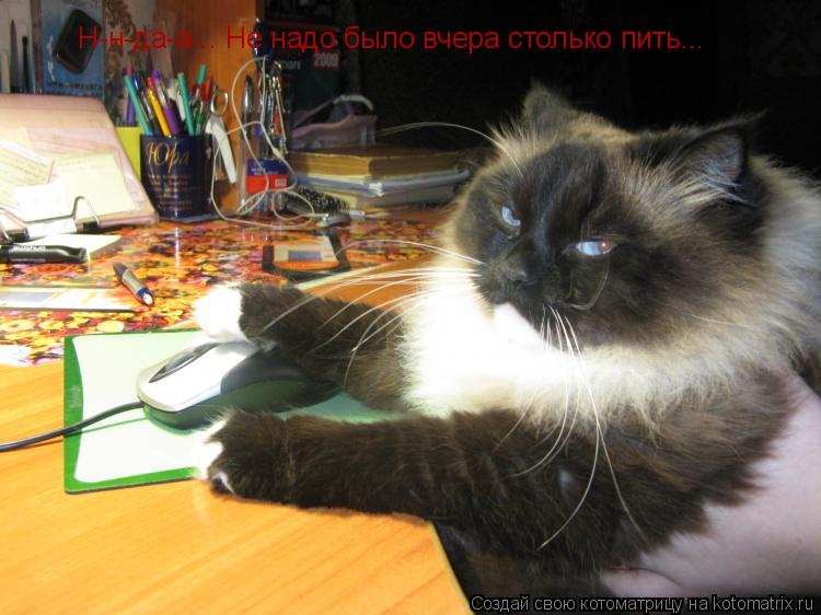 Н-н-да-а... Не надо было вчера столько пить...... Котоматрица: Н-н-да-а... Не надо было вчера столько пить...