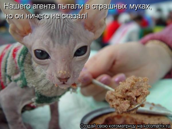 Нашего агента пытали в страшных муках, но он ничего не сказал!... Котоматрица: Нашего агента пытали в страшных муках, но он ничего не сказал!