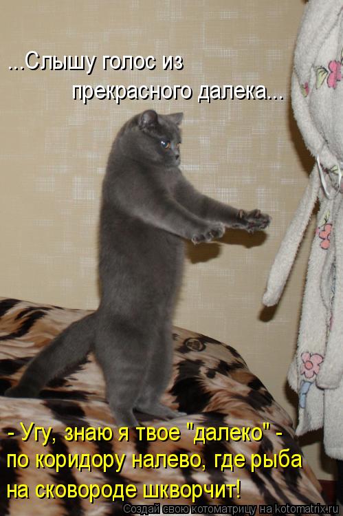 Котоматрица: ...Слышу голос из  прекрасного далека... - Угу, знаю я твое "далеко" -  по коридору налево, где рыба  на сковороде шкворчит!