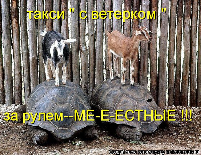 такси " с ветерком " за рулем--МЕ-Е-ЕСТНЫЕ !!!... Котоматрица: такси " с ветерком " за рулем--МЕ-Е-ЕСТНЫЕ !!!