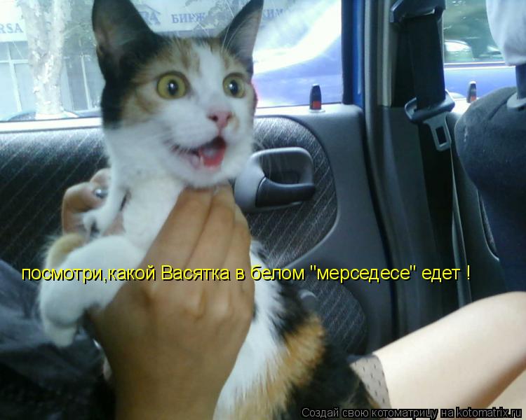 посмотри,какой Васятка в белом "мерседесе" едет !... Котоматрица: посмотри,какой Васятка в белом "мерседесе" едет !