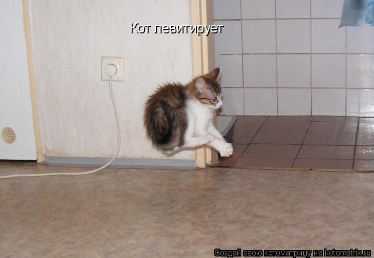 Кот левитирует... Котоматрица: Кот левитирует