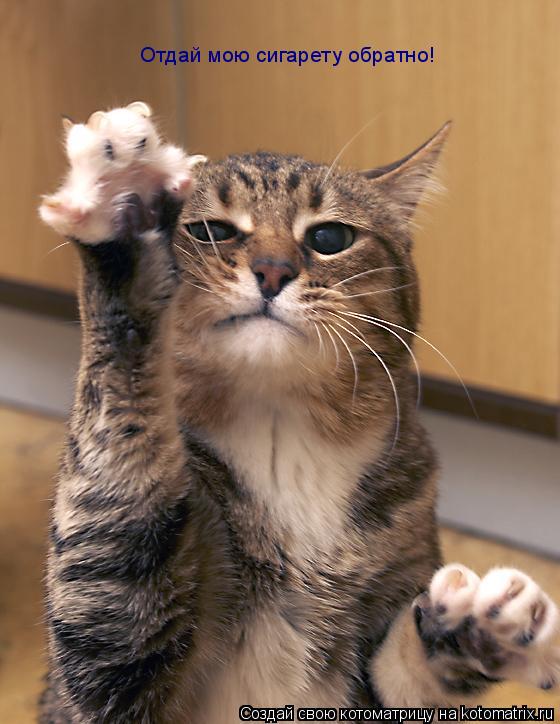 Котоматрица: Отдай мою сигарету обратно!