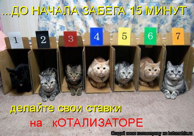 Котоматрица: ...ДО НАЧАЛА ЗАБЕГА 15 МИНУТ делайте свои ставки на   кОТАЛИЗАТОРЕ
