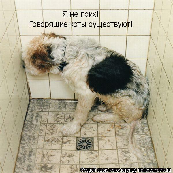 Котоматрица: Я не псих! Говорящие коты существуют!