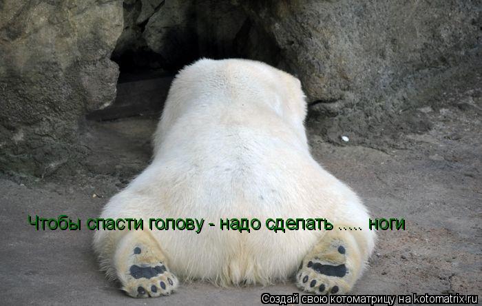 Котоматрица: Чтобы спасти голову - надо сделать ..... ноги