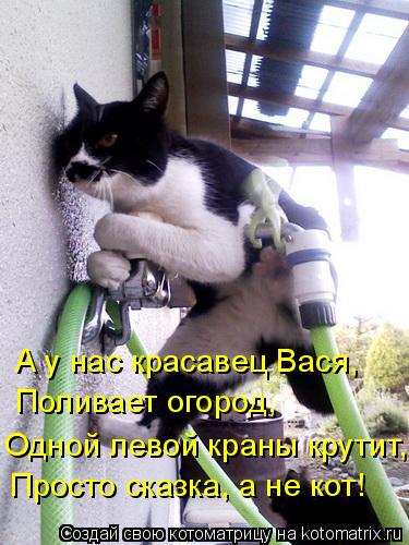 А у нас красавец Вася, Поливает огород, Одной левой краны крутит, Просто сказка, а не кот!... Котоматрица: А у нас красавец Вася, Поливает огород, Одной левой краны крутит, Просто сказка, а не кот!