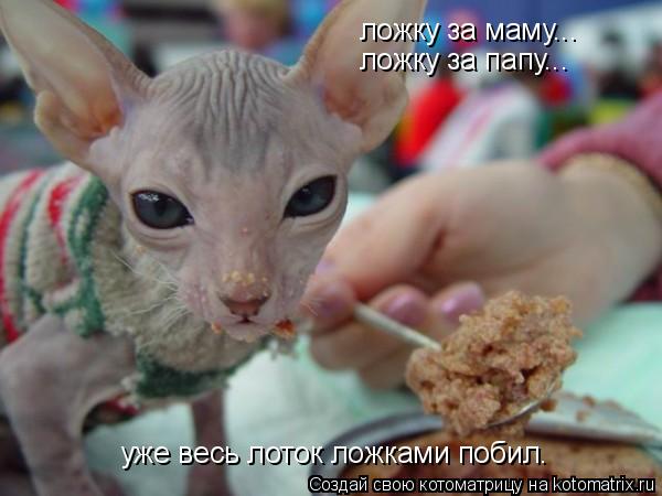 Котоматрица: ложку за маму... ложку за папу... уже весь лоток ложками побил.