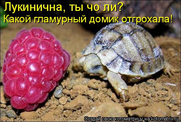 Котоматрица: Лукинична, ты чо ли? Какой гламурный домик отгрохала!