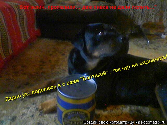 Котоматрица: "Вот, млин, пропалили... даж пивка не дали попить..." Ладно уж, поделюсь я с вами "Балтикой" , ток чур не жадничать!!!