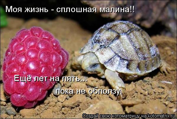 Моя жизнь - сплошная малина!! Ещё лет на пять... пока не обползу.... Котоматрица: Моя жизнь - сплошная малина!! Ещё лет на пять... пока не обползу.