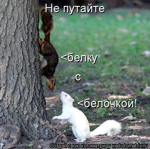 Не путайте <белку с <белочкой!... Котоматрица: Не путайте <белку с <белочкой!