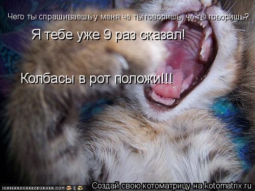 Котоматрица: Чего ты спрашиваешь у меня чё ты говоришь, чё ты говоришь? Я тебе уже 9 раз сказал! Колбасы в рот положи!!!