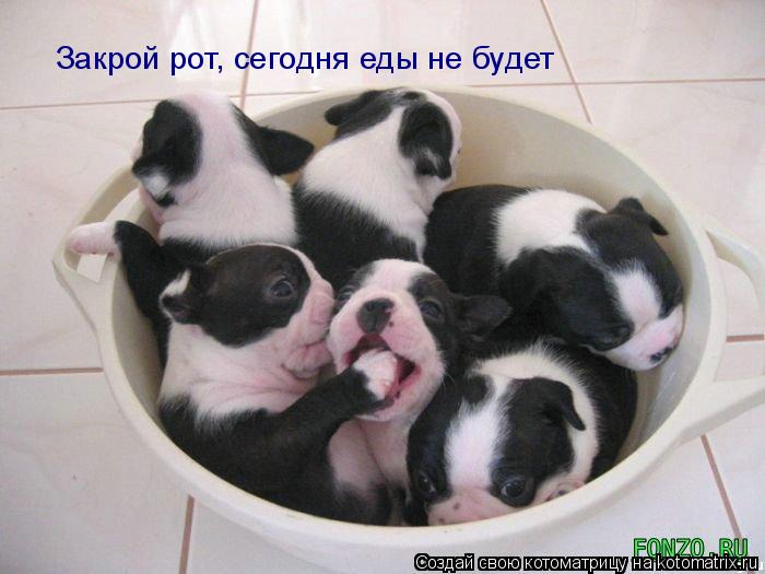 Котоматрица: Закрой рот, сегодня еды не будет