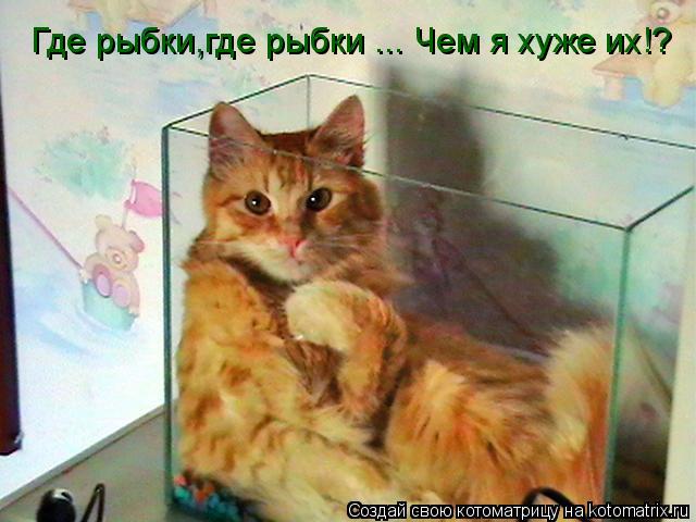 Котоматрица: Где рыбки,где рыбки ... Чем я хуже их!?