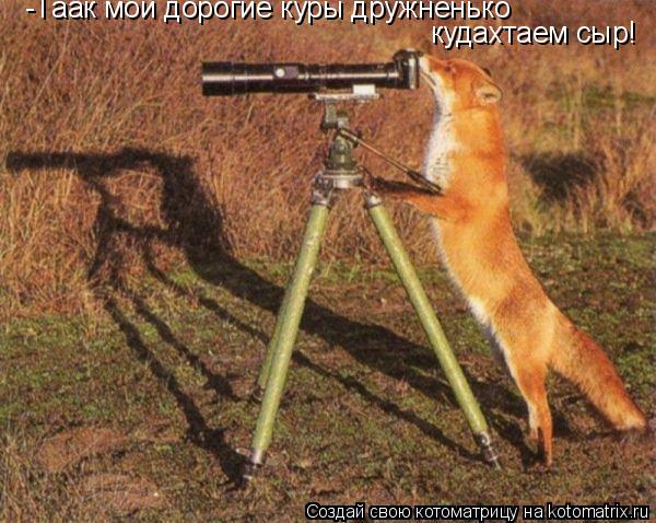 Котоматрица: -Таак мои дорогие куры дружненько  кудахтаем сыр!