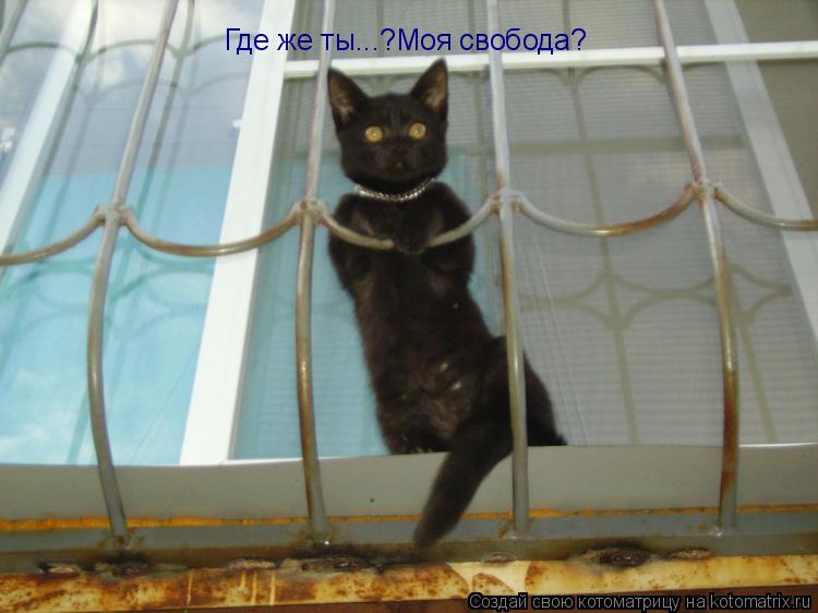 Котоматрица: Где же ты...?Моя свобода?