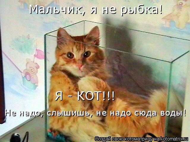 Котоматрица: Мальчик, я не рыбка!  Я - КОТ!!! Не надо, слышишь, не надо сюда воды!