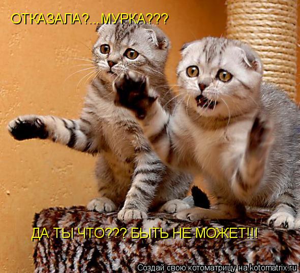 ОТКАЗАЛА?...МУРКА??? ДА ТЫ ЧТО??? БЫТЬ НЕ МОЖЕТ!!!... Котоматрица: ОТКАЗАЛА?...МУРКА??? ДА ТЫ ЧТО??? БЫТЬ НЕ МОЖЕТ!!!