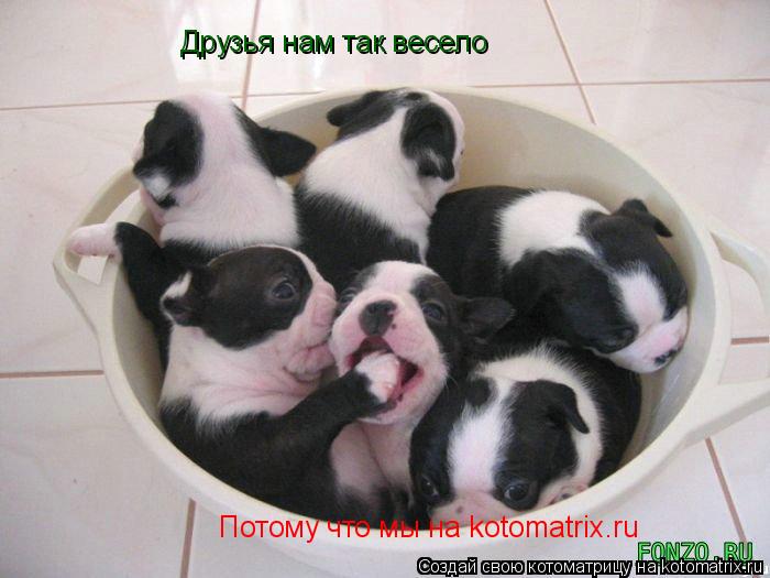 Котоматрица: Друзья нам так весело Потому что мы на kotomatrix.ru