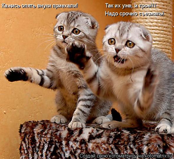 Кажись опять внуки приехали! Так их уже, и трое!!! Надо срочно съезжать!... Котоматрица: Кажись опять внуки приехали! Так их уже, и трое!!! Надо срочно съезжать!