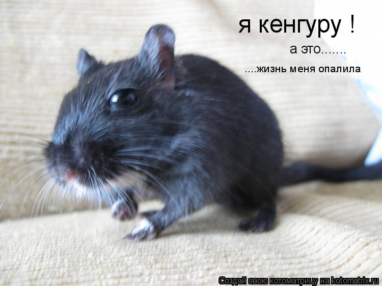 Котоматрица: я кенгуру ! а это....... ....жизнь меня опалила