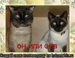 Котоматрица: он или она