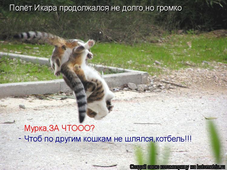 Полёт Икара продолжался не долго,но громко Мурка,ЗА ЧТООО? Чтоб по другим кошкам не шлялся,котбель!!!... Котоматрица: Полёт Икара продолжался не долго,но громко Мурка,ЗА ЧТООО? Чтоб по другим кошкам не шлялся,котбель!!! - -