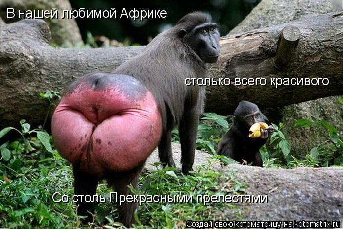 В нашей любимой Африке столько всего красивого Со столь Прекрасными прелестями... Котоматрица: В нашей любимой Африке столько всего красивого Со столь Прекрасными прелестями