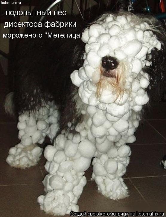подопытный пес директора фабрики мороженого "Метелица"... Котоматрица: подопытный пес директора фабрики мороженого "Метелица"
