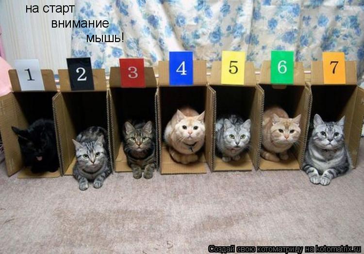 на старт внимание мышь!... Котоматрица: на старт внимание мышь!