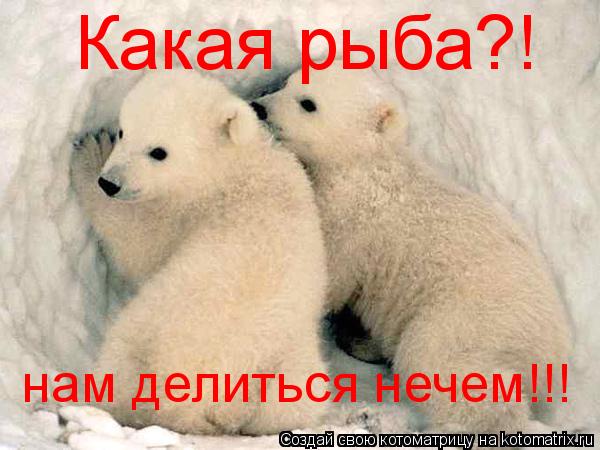 Какая рыба?! нам делиться нечем!!!... Котоматрица: Какая рыба?! нам делиться нечем!!!
