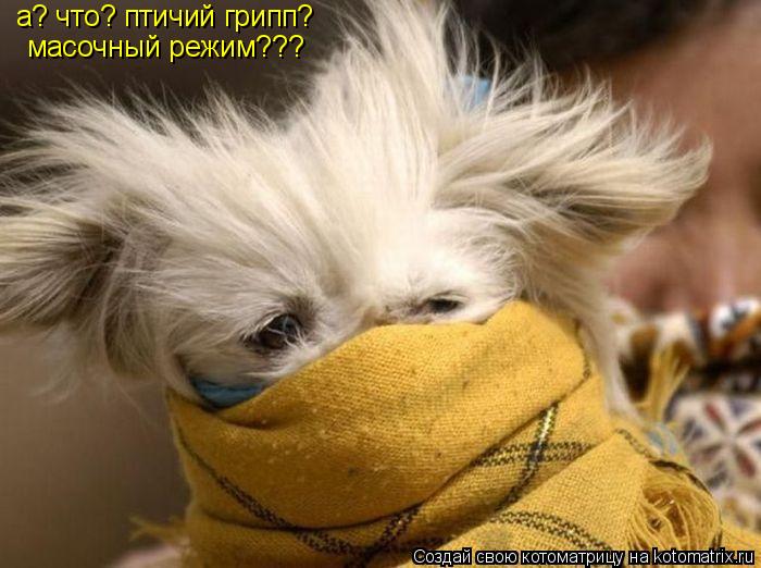 Котоматрица: а? что? птичий грипп? масочный режим???