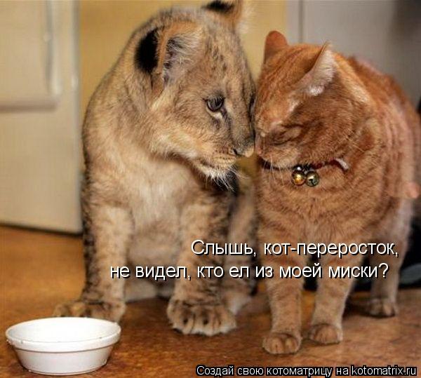 Слышь, кот-переросток, не видел, кто ел из моей миски?... Котоматрица: Слышь, кот-переросток, не видел, кто ел из моей миски?