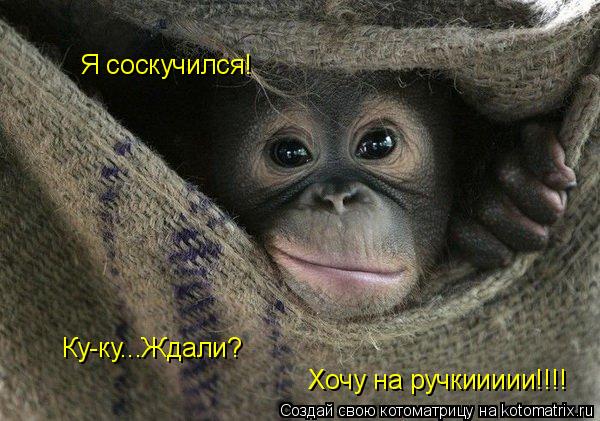 Ку-ку...Ждали? Я соскучился! Хочу на ручкиииии!!!!... Котоматрица: Ку-ку...Ждали? Я соскучился! Хочу на ручкиииии!!!!