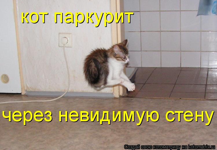 кот паркурит через невидимую стену... Котоматрица: кот паркурит через невидимую стену