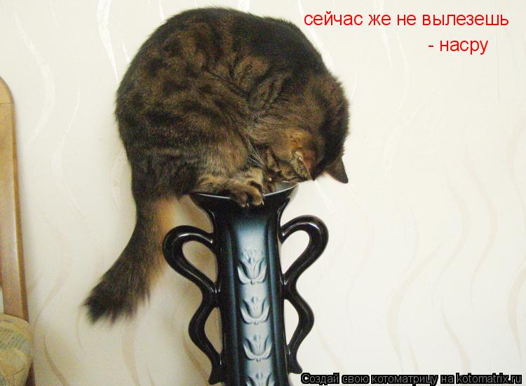 сейчас же не вылезешь - насру... Котоматрица: сейчас же не вылезешь - насру