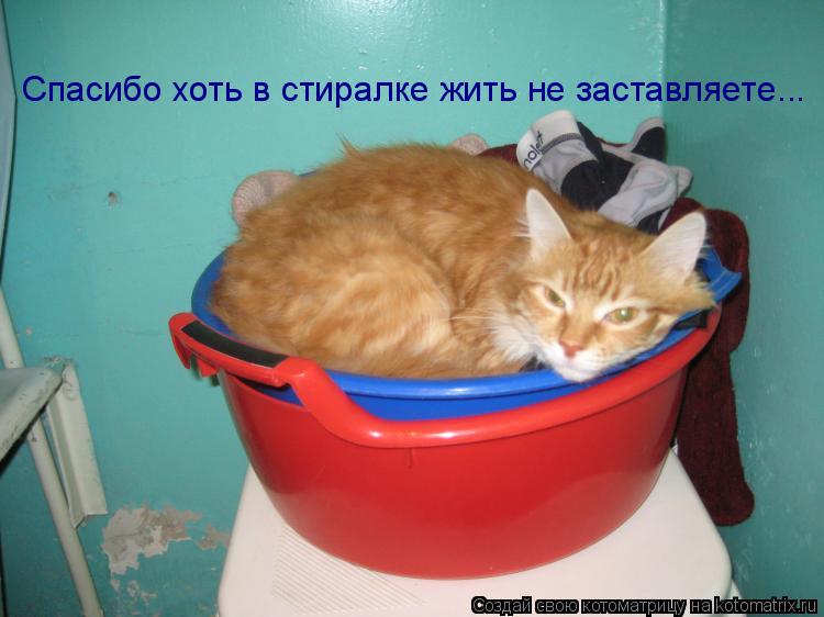 Спасибо хоть в стиралке жить не заставляете...... Котоматрица: Спасибо хоть в стиралке жить не заставляете...