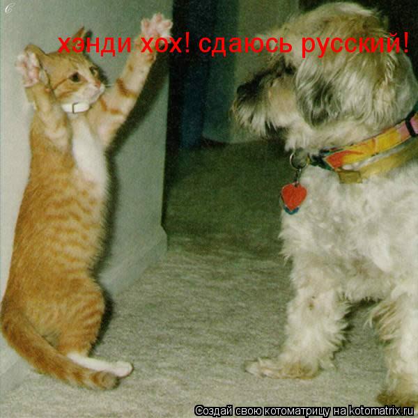 хэнди хох! сдаюсь русский!... Котоматрица: хэнди хох! сдаюсь русский!