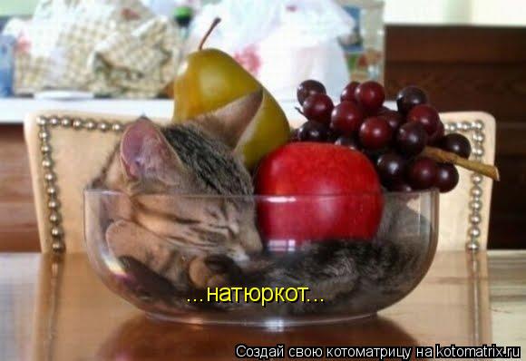 ...натюркот...... Котоматрица: ...натюркот...