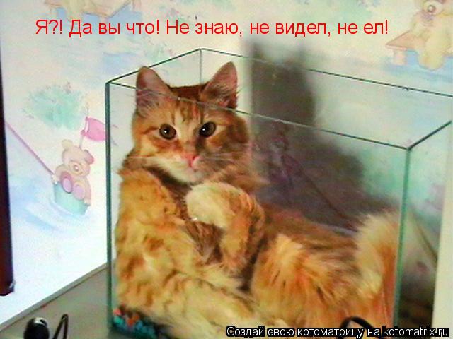 Котоматрица: Я?! Да вы что! Не знаю, не видел, не ел!