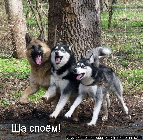 Ща споём!... Котоматрица: Ща споём!